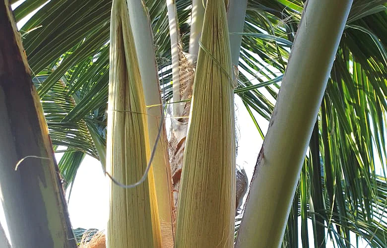 cocoteros de plama híbrida