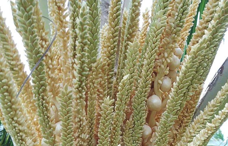 cocoteros de palma híbrida