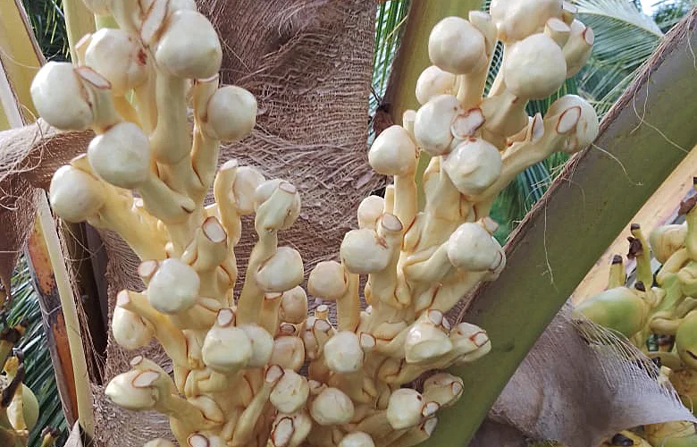 cocoteros de plama híbrida