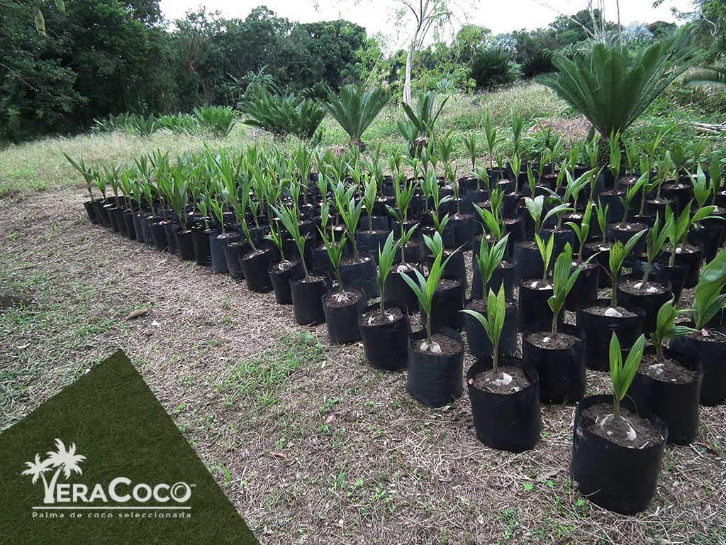 Palma enana verde brasilena embolsadas y disponibles