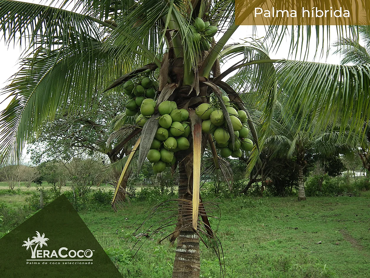 Palmas híbridas. Se puede observar la gran cantidad de racimos así como la gran cantidad de cocos por racimos que da esta variedad.