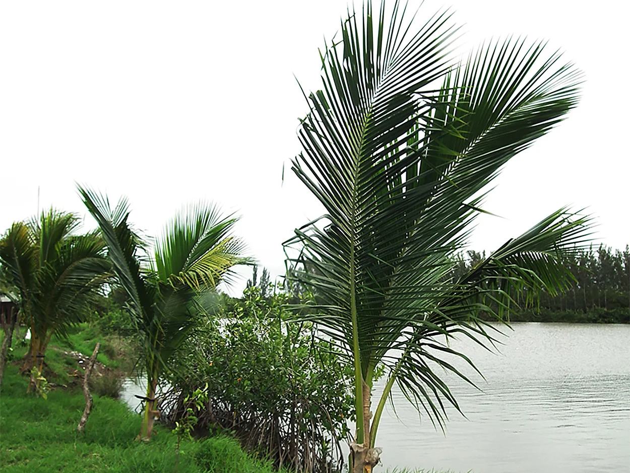 Palmas híbridas jóvenes
