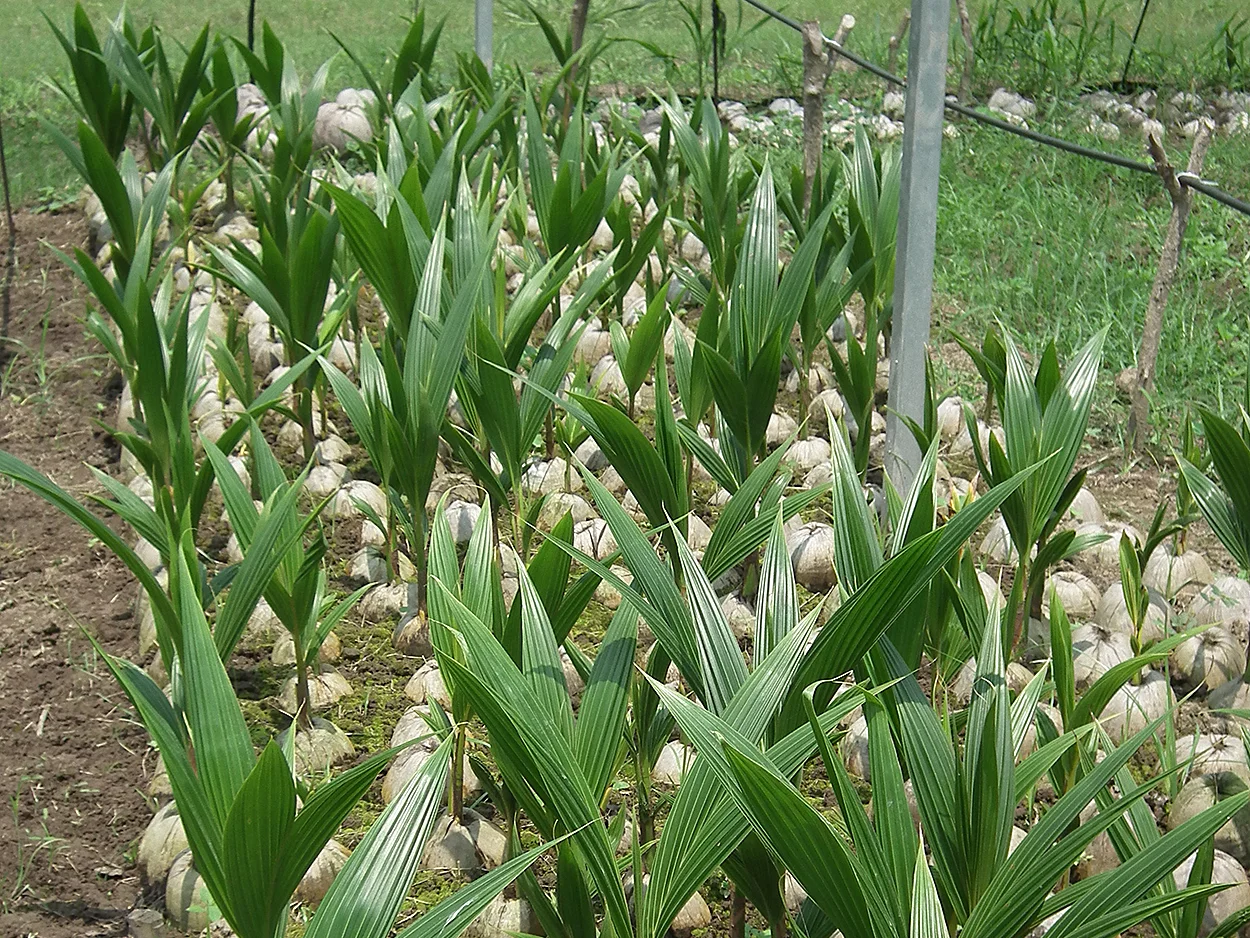 Palmas híbridas jóvenes