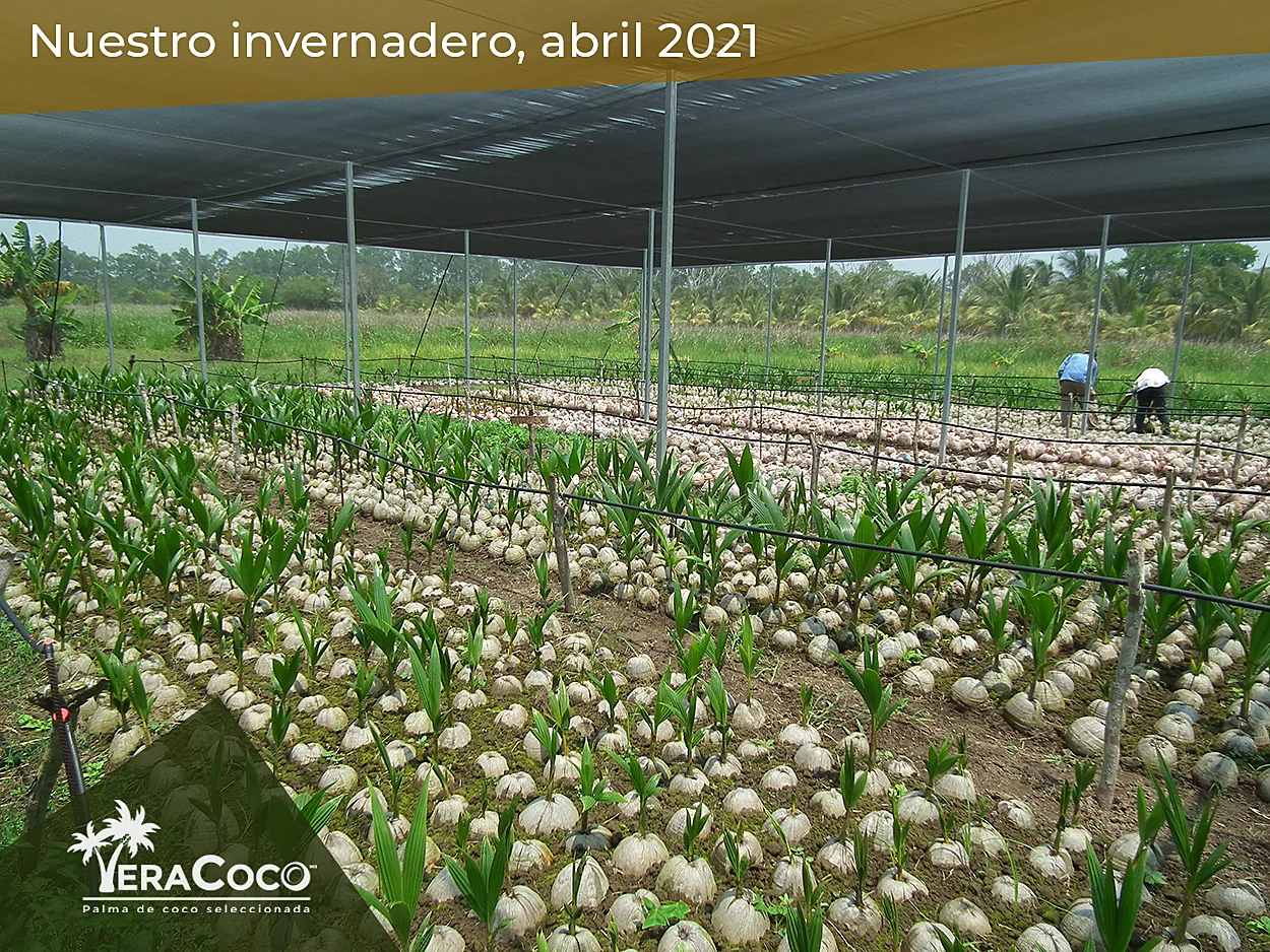 Palmas híbridas jóvenes