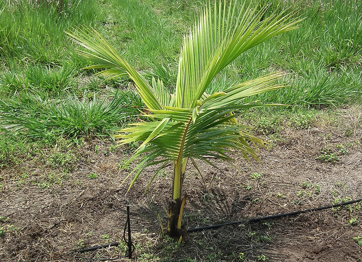Palmas híbridas jóvenes