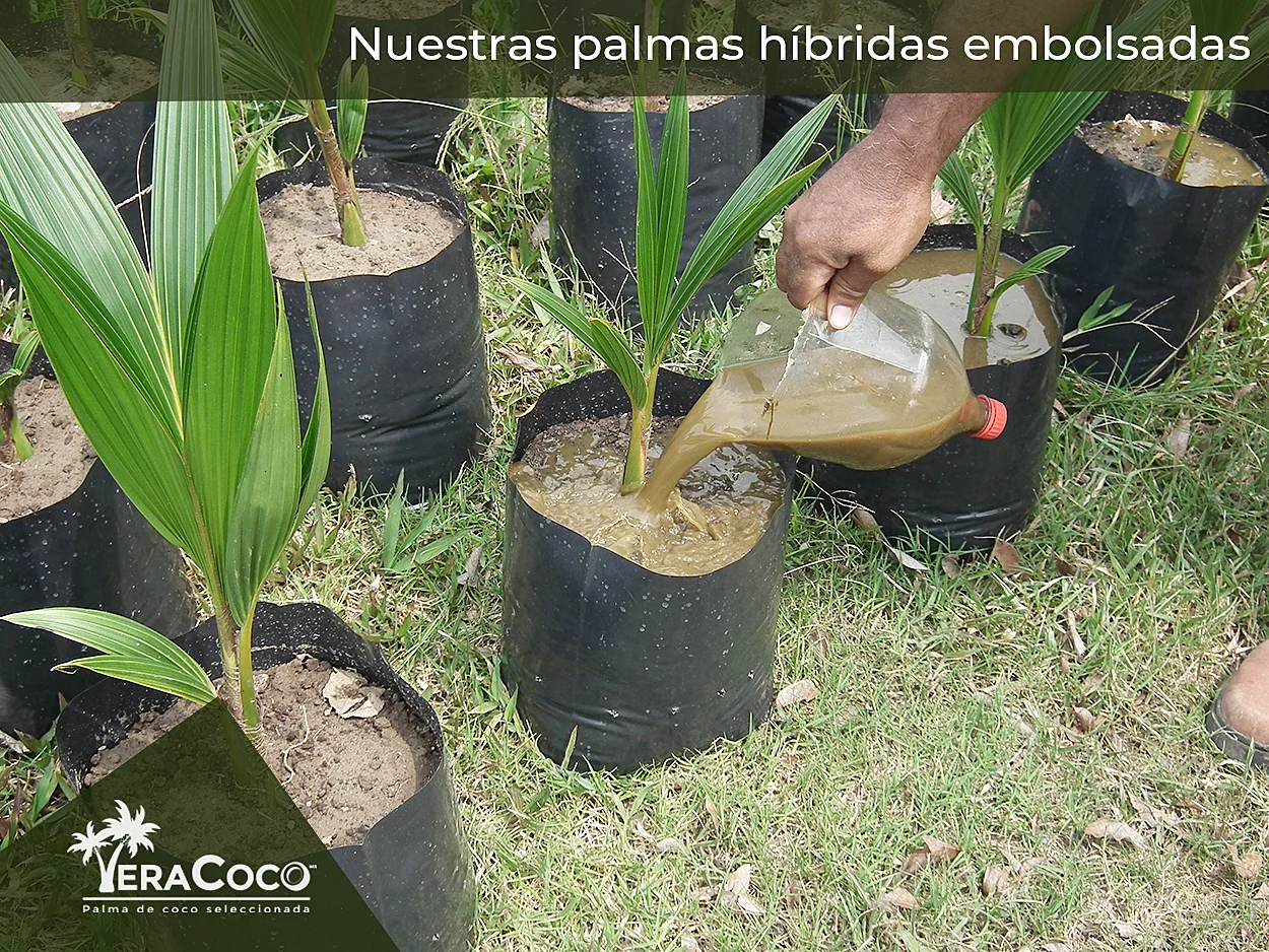Palmas híbridas embolsadas