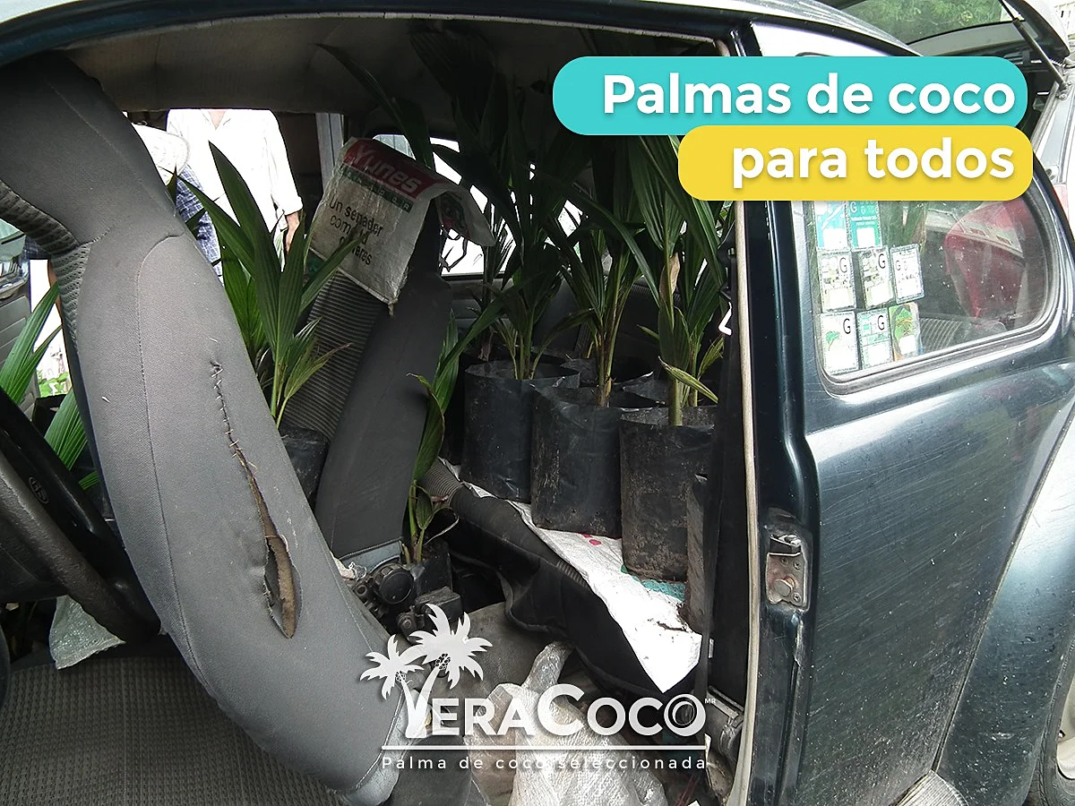 En todo tipo de vehículos nuestros clientes llevan sus palmas