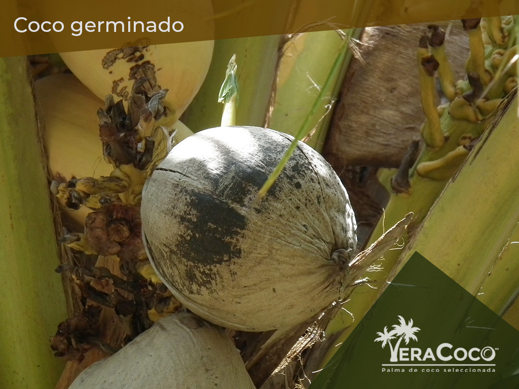 Coco germinado sin haberse desprendido de la palma. 🌴🌴 ¿Alguien ha visto esto en sus palmas?