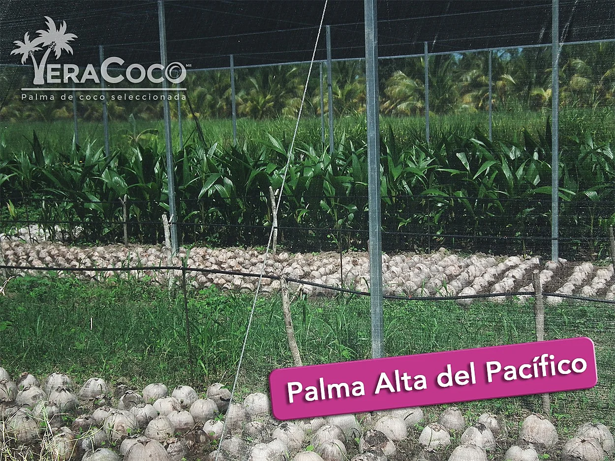 cocoteros de plama híbrida