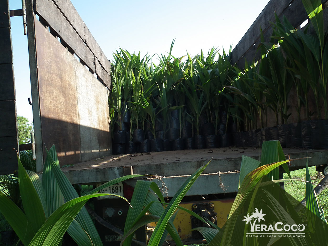 Despedimos 1600 de nuestras palmas híbridas con destino Soledad de Doblado, Veracruz, 