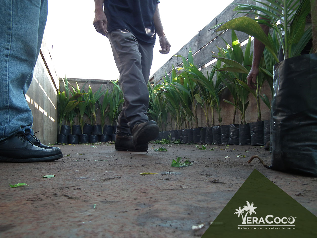 Despedimos 1600 de nuestras palmas híbridas con destino Soledad de Doblado, Veracruz, 