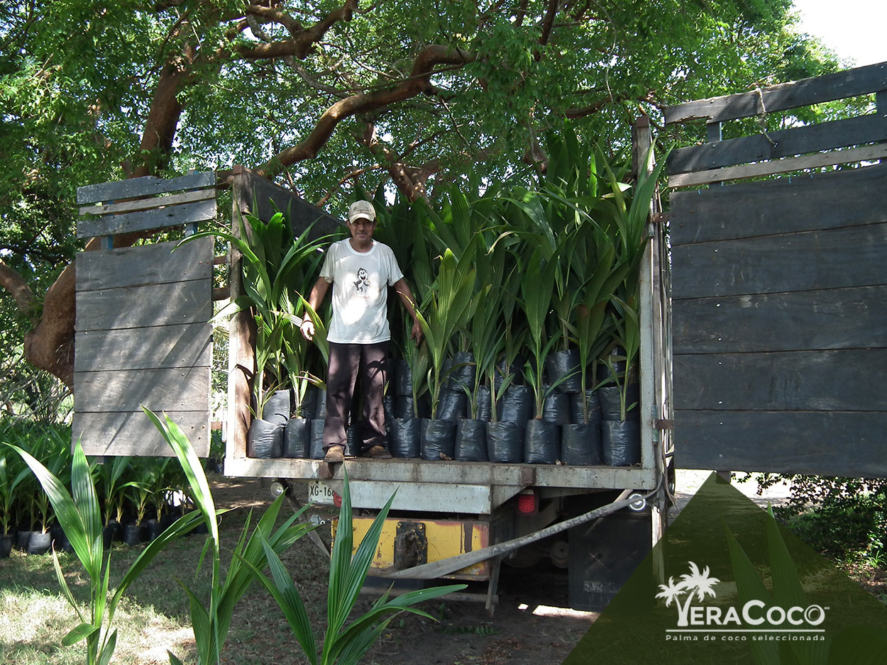 Despedimos 1600 de nuestras palmas híbridas con destino Soledad de Doblado, Veracruz, 