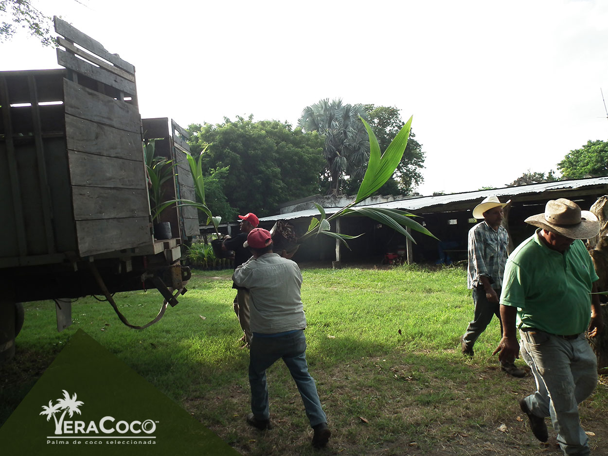 Despedimos 1600 de nuestras palmas híbridas con destino Soledad de Doblado, Veracruz, 