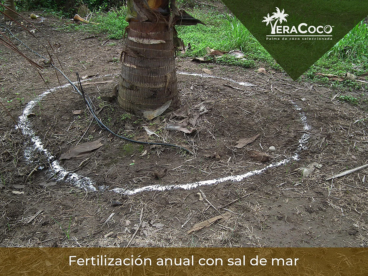 Fertilización anual de nuestras palmas híbridas