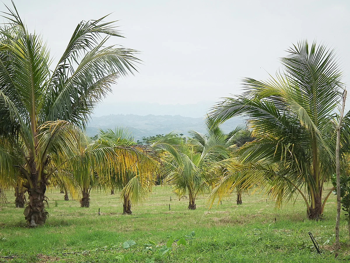 Nuestras palmas progenitoras: Al centro las enanas malayas amarillas flanqueadas por las altas del Pacífico.