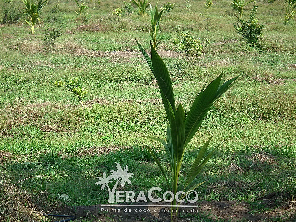 Árboles de limón creciendo junto a las palmas