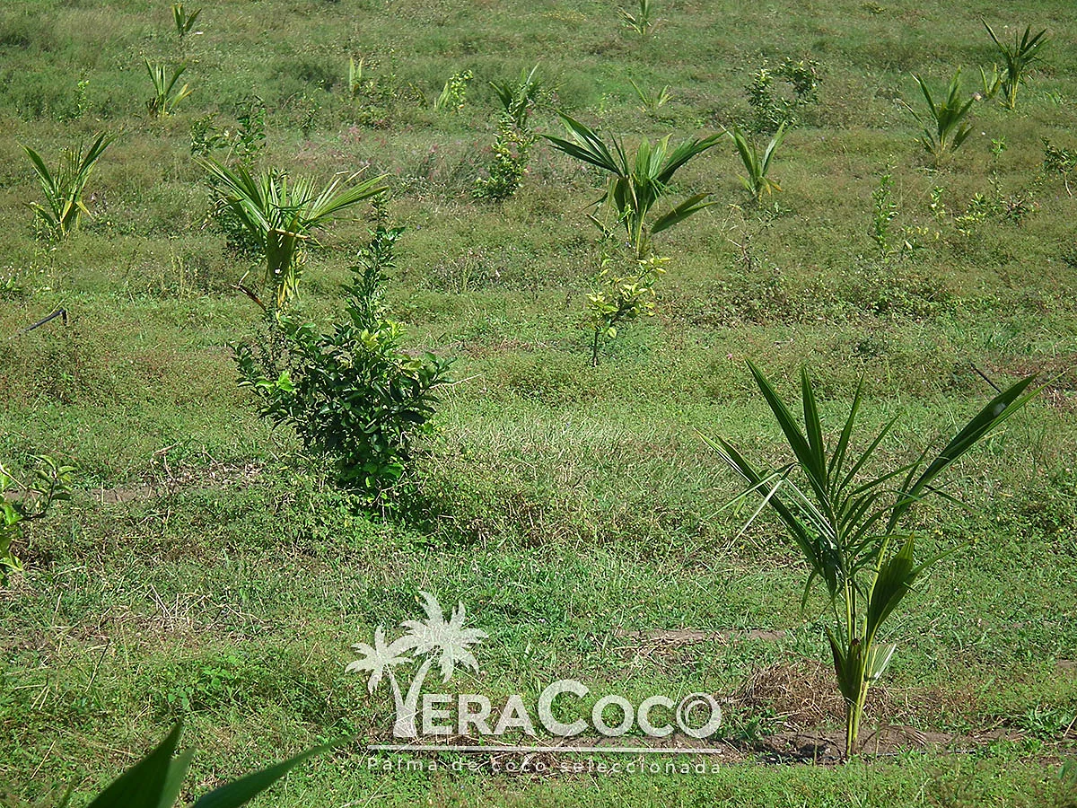 Árboles de limón creciendo junto a las palmas