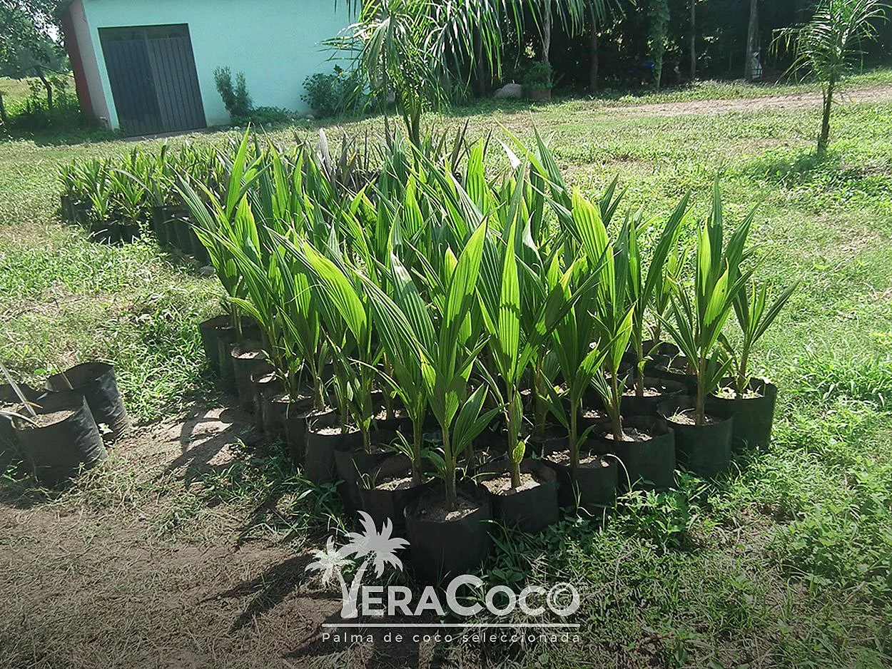 Palmas listas para entrega