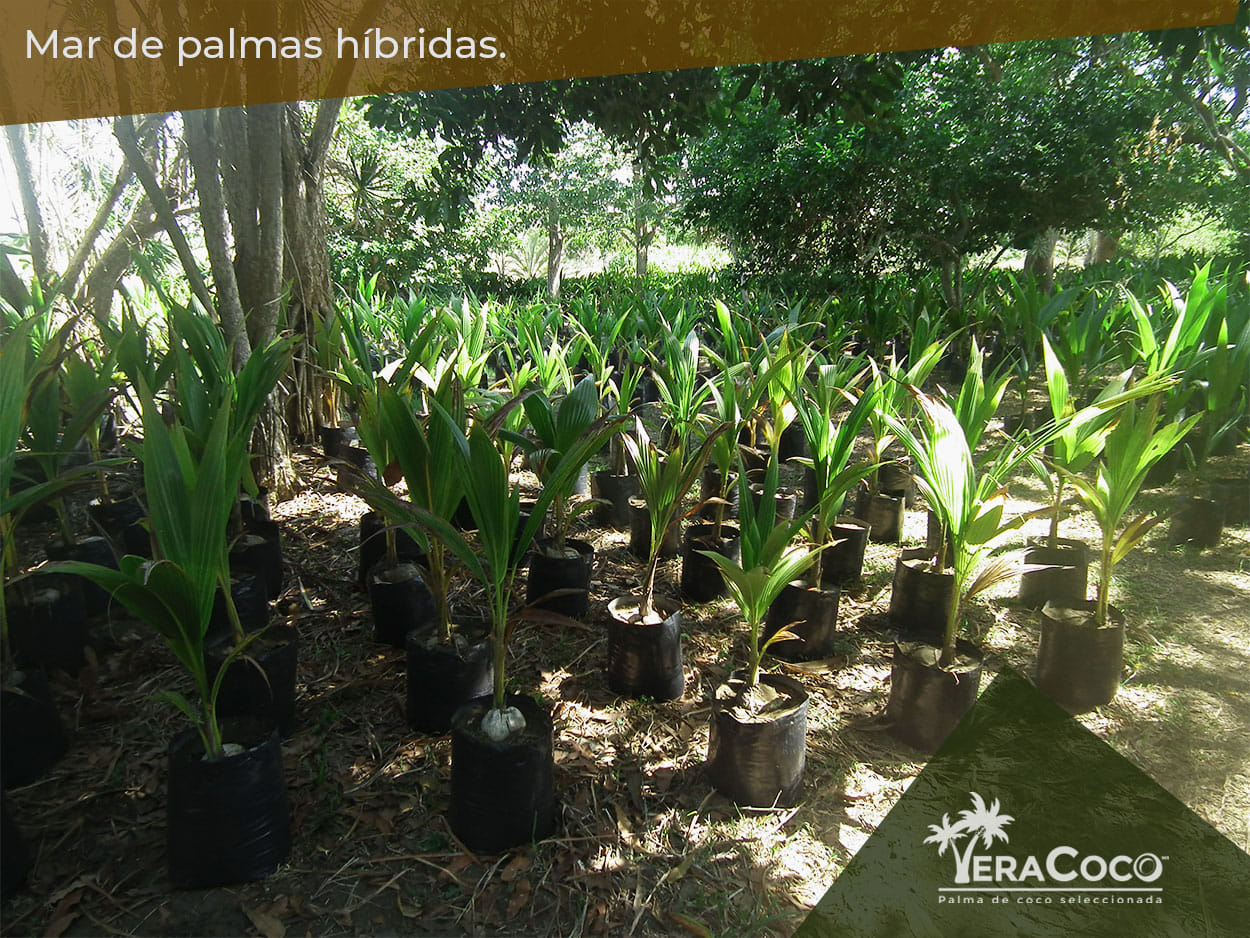 Nuestro campo madre de producción de semilla de cocotero híbrido sigue creciendo y madurando.