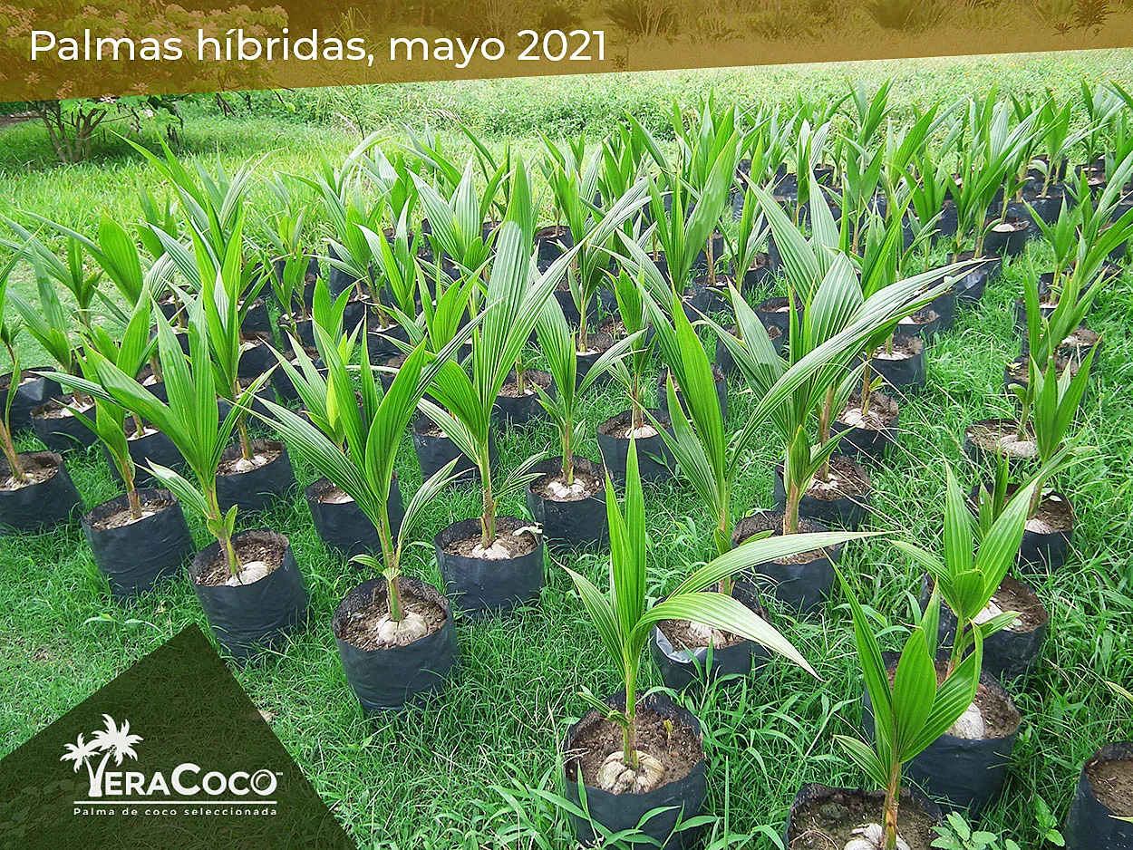 Palmas híbridas jóvenes