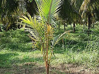 Excelente ejemplar de palma Enana Roja
