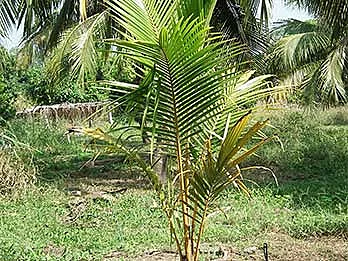 Excelente ejemplar de palma Enana Roja