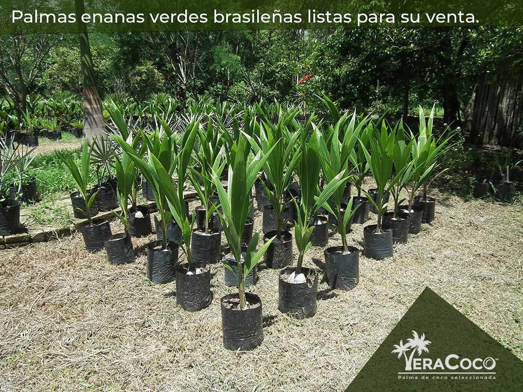 Palmas enanas verdes brasileñas listas para su venta.