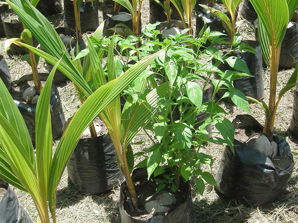 ¿Quién quiere comprar una palma de coco enana roja con planta de chile incluida?
