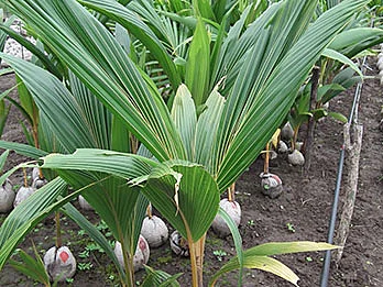 Palmas enanas rojas listas para sembrarse