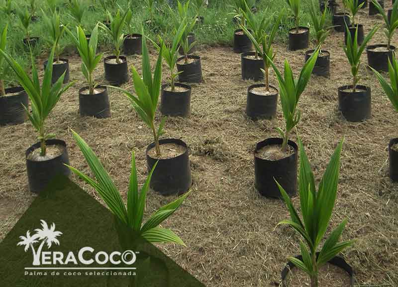 Palma híbrida, envio a Tuxtepec, Oaxaca