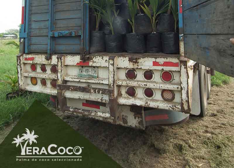 Palma híbrida, envio a Tuxtepec, Oaxaca