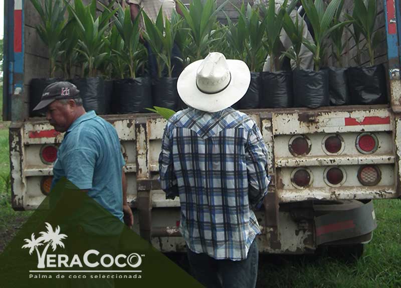 Palma híbrida, envio a Tuxtepec, Oaxaca