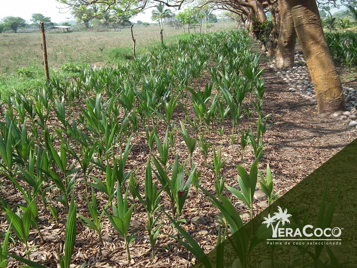 Campo La Carolina en Vega de Alatorre, Veracruz., 
