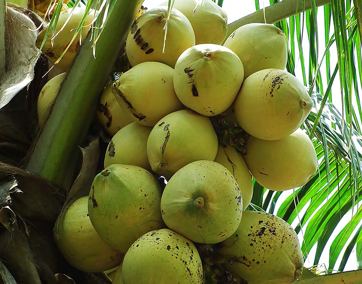 Palma alta del Pacífico