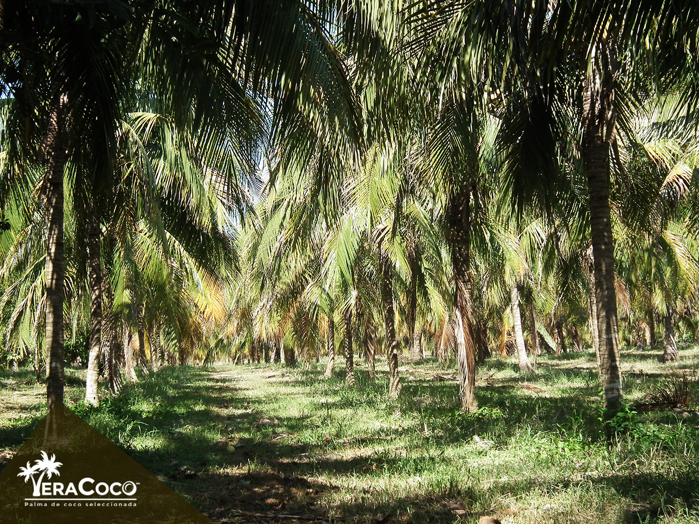 Nuestro campo madre de producción de semilla de cocotero híbrido sigue creciendo y madurando.