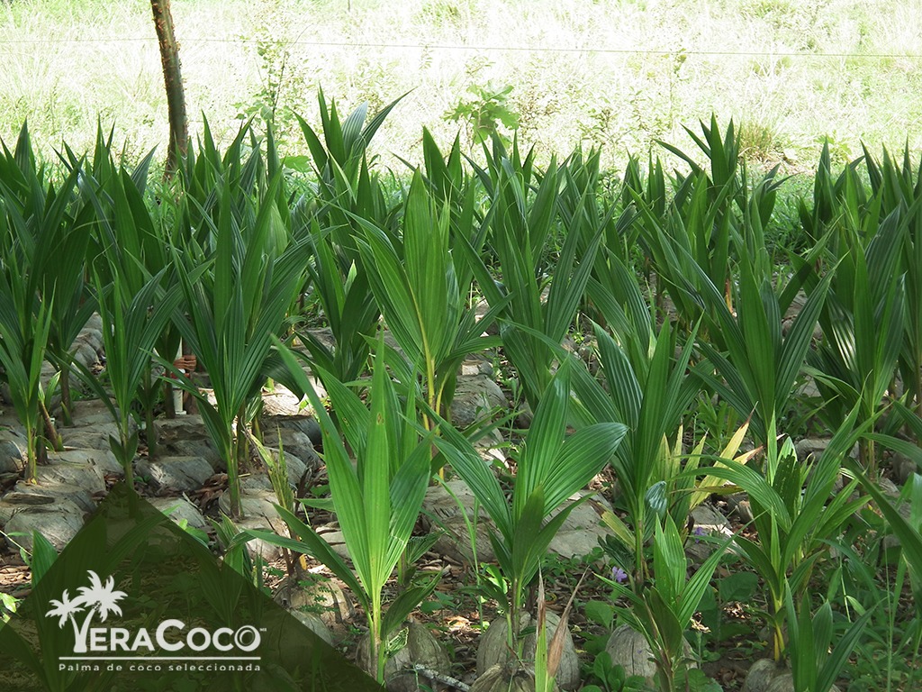 Nuestros semilleros de palma híbrida