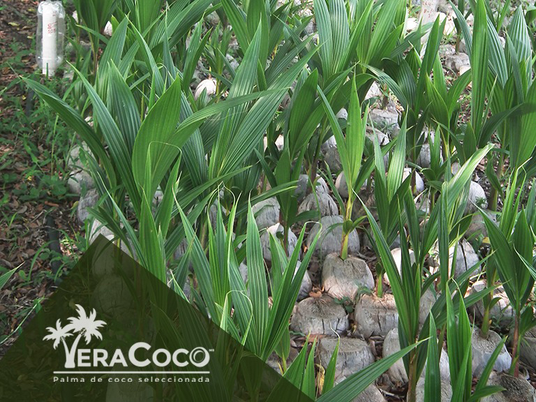 Nuestros semilleros de palma híbrida