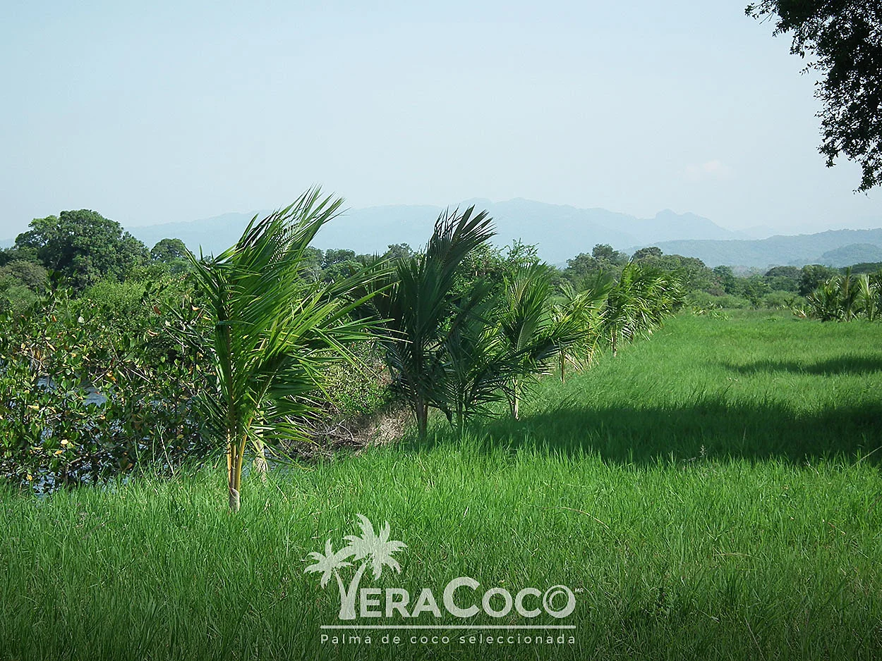 palmas híbridas en Vega de la Torre
