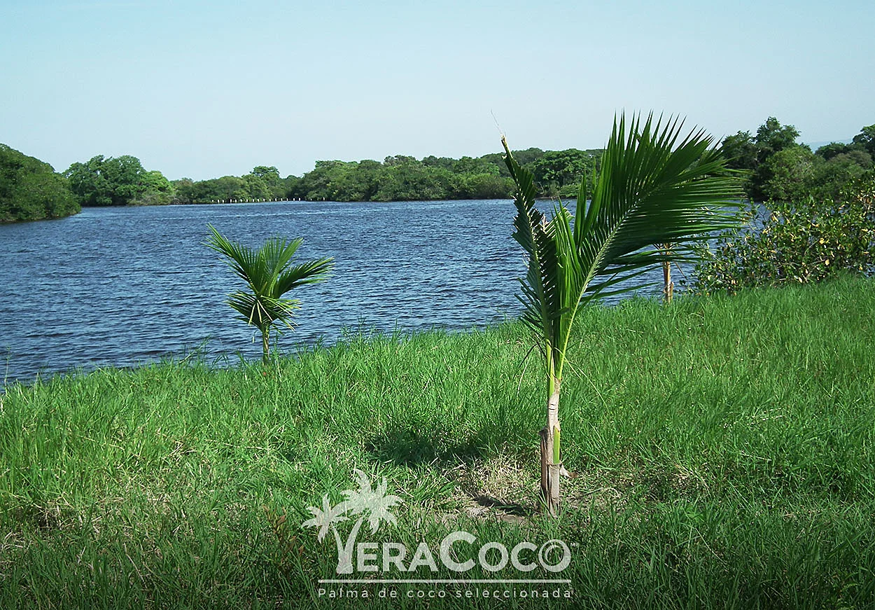 palmas híbridas en Vega de la Torre