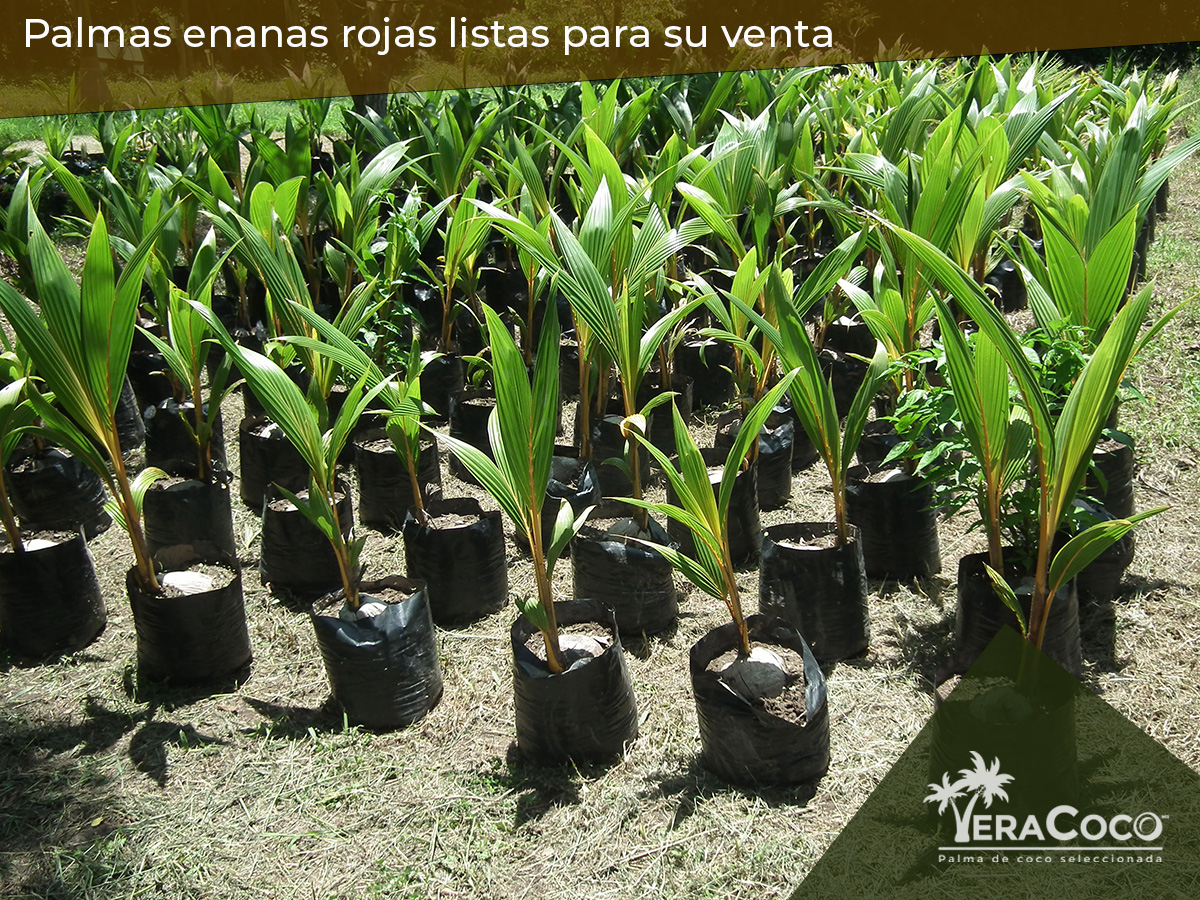 Palma enanas rojas listas para su venta